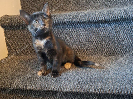 Kittens