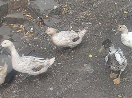 Welsh harlequin ducks