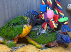 Hand-Reared Rainbow Lorikeets