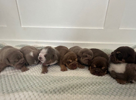 English bulldog puppies
