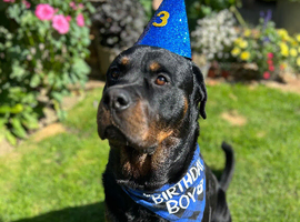 Rottweiler x Mastiff available for Stud!!