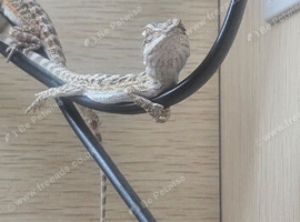 Baby bearded dragons