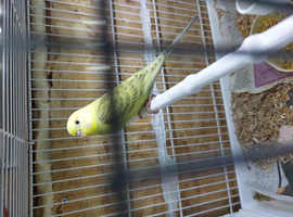 Lovely baby budgie