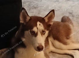 Sibarian husky