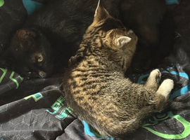 Two beautiful female tabby kittens