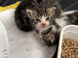 Three beautiful male kittens ready in three weeks