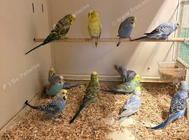 Mixed Budgies