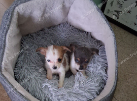 JACK TZU PUPPIES MALE/FEMALE