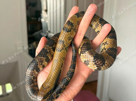 False water cobra