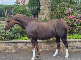 Quality welsh section B gelding