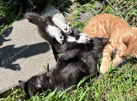 Domestic shorthair kittens ready now