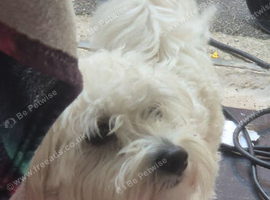 Bichon cross malties male 1 year old