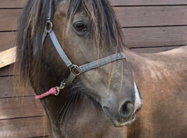 15.1 cob mare