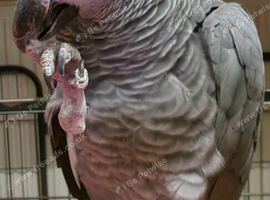 African grey parrot for sale