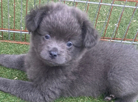 French spitz