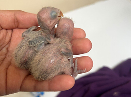 Baby lovebirds fishers (probably blue coloured)