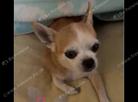 Chihuahua girl 4 years old