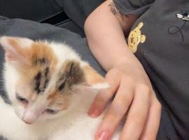 Kitten for sale!