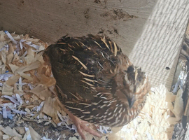 Quail
