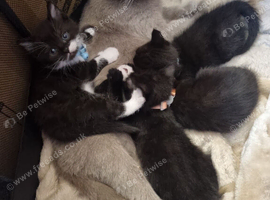 Beautiful little kittens British Short Hair 2 boys 2 girls