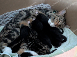 Mixed breed kittens