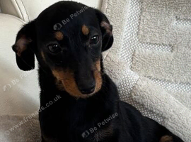 Dashounds puppies