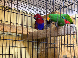 A pair of elect parrots for sale