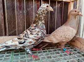 Almond  colour rare colour racing pigeons