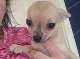 1f chihuahua ready to leave