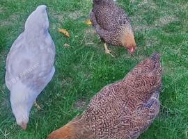 Wyandotte Bantam PoL