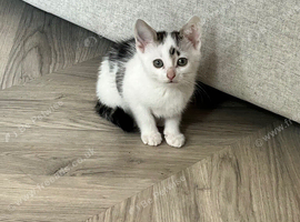 One female kitten left