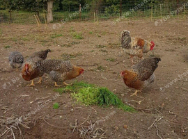 RARE BIELEFELDER YOUNG BIRDS HENS AND COCKERELS + HATCHING EGGS FOR SALE