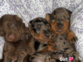 3 puppies mini dachshunds 1 girl 2 boys