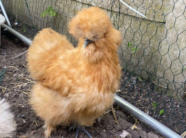 Silkie chickens, chicks and hatching eggs