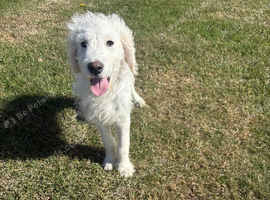 Adorable Goldendoodle boy