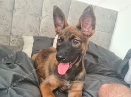 Brn registered belgain malinois x dutch shepherd