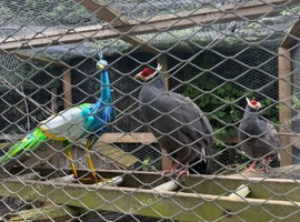Pair of Blue Eared Pheasants