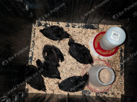 Australorp chicks