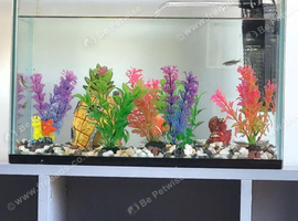 3 danios
