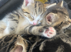 4 tabby kittens for sale