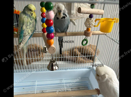 Two English budgies