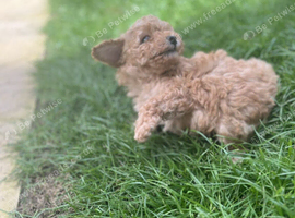 Very sweet little cream/apricot boys. Just born!
