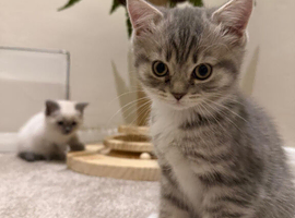 Adorable BSH x Ragamuffin kittens