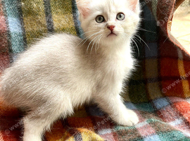 Blue Silver Polydactyl Male