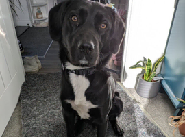 2 Y/O Collie/Lab for sale