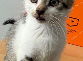 4 kittens looking for their forever home