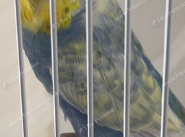 RING NUMBER 12 YELLOWFACED VIOLET SPANGLE BUDGIE 2026 RUNG