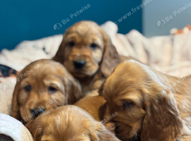 Gorgeous red cocker spaniels