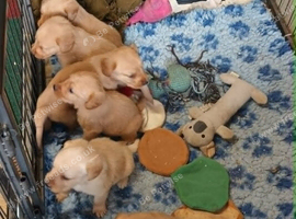 GOLDEN MINIATURE LABRADOODLE BOYS FROM 5* LICENCED BREEDER.
