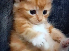 Anyone got a young kitten needing rehoming
